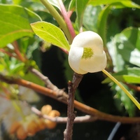 Schisandra chinensis SDR7912
